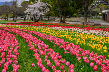 Vibrant tulips in rows of red, pink, yellow, and white bloom at Expo '70 Commemorative Park in Osaka, Japan. A cherry blossom tree adds to the springtime beauty, a legacy of the 1970 World Expo.