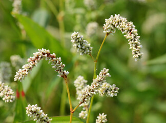 Weeds of Persicaria lapathifolia grow in the field