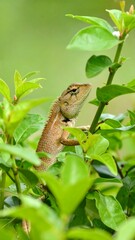 Obraz premium Lizard camouflaged in green foliage