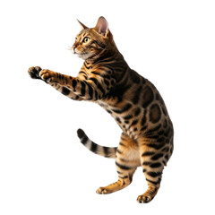 Fototapeta premium Playful bengal cat standing up on hind legs isolated on black background domestic feline pet animal breed on transparent background