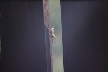 Grasshopper on wooden fence boards with blurred background. Close-up nature stock photo with...