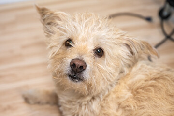 portrait of a white dog, corgi terrier mix