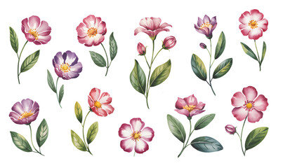 Obraz premium Wild rose blossom collection in soft watercolor.