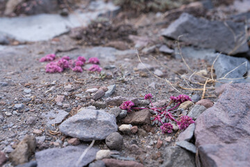 Mountain Wildflowers and Flora at Mount Shasta and Mount Baker, Pacific Northwest