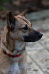 Obraz premium Closeup portrait of a mixed breed partial Belgian Malinois Shepherd adult female dog sitting upright in an outdoor setting.