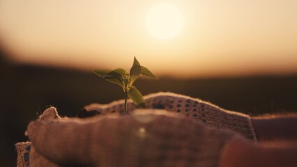 small green sprout in the hands at sunset, the seedling grows in the fertilized soil of the earth...