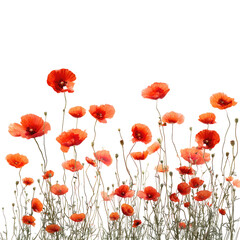 Obraz premium Vibrant orange poppies bloom in a field, their delicate petals and slender stems creating a striking contrast against the dark background
