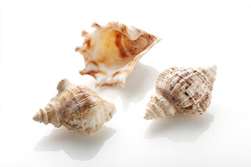 Obraz premium three shells are sitting on a white surface