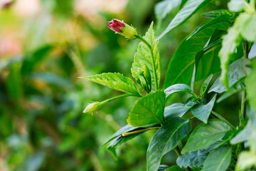hibiscus bud