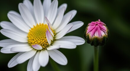 Obraz premium Gentle Contrast: A White Daisy Bloom Beside Its Vibrant Pink Bud