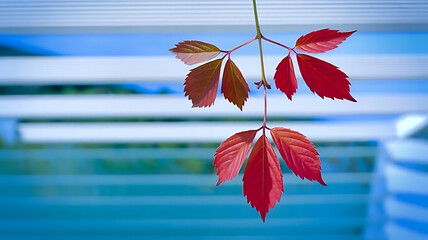 Red leaves hanging in front of a blue background with white window blinds on transparent background