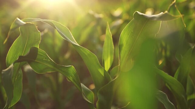 Green corn crop plant leaves in sunset, cultivated agricultural field, 4K.