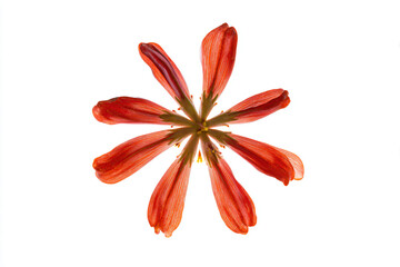 a flower that is in the middle of a white background