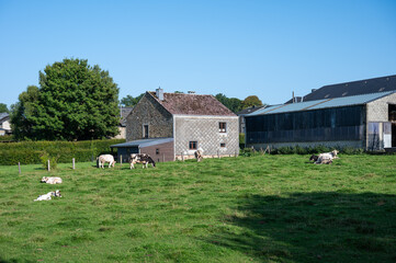 Grazing cows and staples at the Wallon countryside in Vesqueville Saint Hubert, Belgium