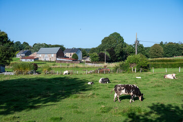 Grazing cows and staples at the Wallon countryside in Vesqueville Saint Hubert, Belgium