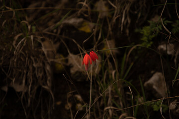 naturaleza