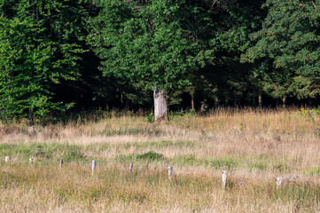 Green and golden meadows with trees o,n hills at the Wallon countryside in Libramont, Province de...