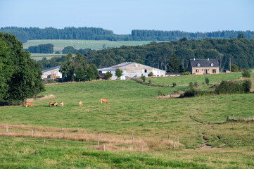 Green hills at the Wallon countryside in Libramont, Province de Luxembourg, Belgium