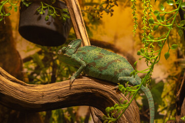 camaleon