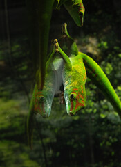 iguana