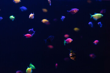 peces