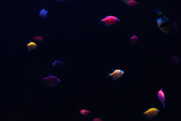 peces