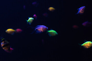 peces