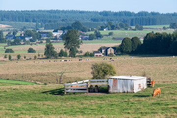 Green farmland with grazing cows at the Wallon countryside in Bougnimont - Libramont, Province de...