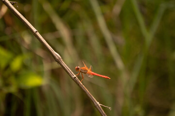 naturaleza