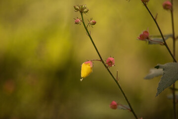 naturaleza