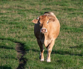 Green farmland with grazing cows at the Wallon countryside in Bougnimont - Libramont, Province de...