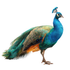 Obraz premium Majestic peacock standing, zoo enclosure, blurred background, wildlife photography, nature print