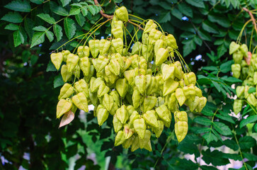 Fruit tree with cluster of green seed pods resembling lanterns in natural garden
