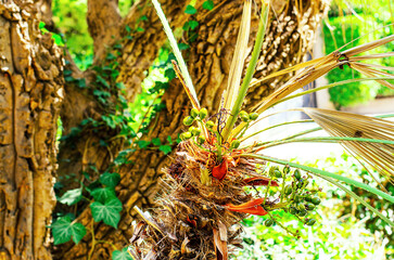 Spiky top of palm tree with fruits and dry leaves entwined with ivy in tropical setting