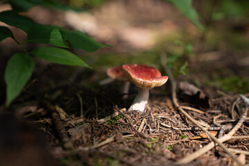 Wild Mushroom on Forest Floor