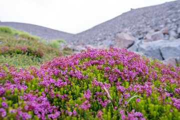Obraz premium Mountain Wildflowers and Flora at Mount Shasta and Mount Baker, Pacific Northwest