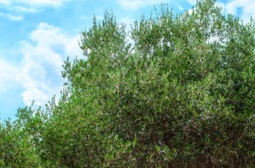 Spreading olive tree with dense crown against clear blue sky in summer landscape
