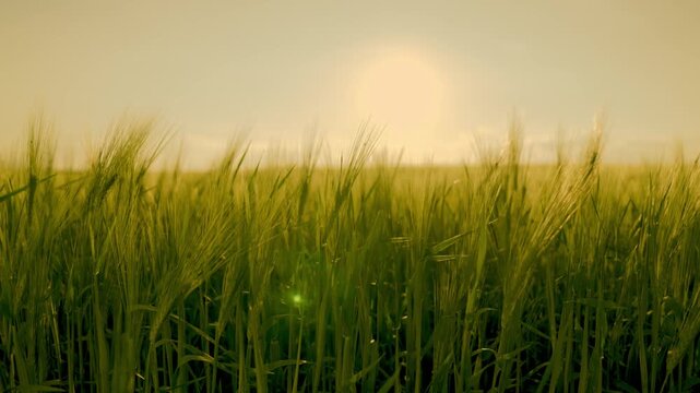 green wheat on the farm. farming. agriculture concept. millet sprouted from the ground sways in wind at sunset. growth of green wheat in a field outdoor. farming business concept farm harvesting.