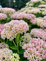 Sedum spectabile -  a perennial urban plant with small purple flowers, side view, macro photograph