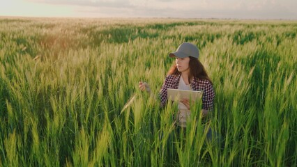 farmer with a tablet in his hands works in a field with green wheat, agriculture, transfer data...