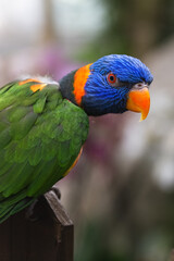 Curious young parrot, fiery red eyes
