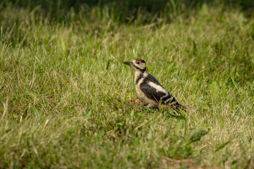 greater spotted woodpecker searching for food