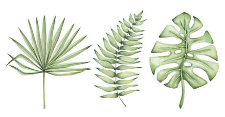 Set of tropical leaves. Isolated on white. Exotic watercolor clipart. Monstera leaf hand drawn by watercolor. Boho nature