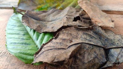 Dry leaves layered on white textured background