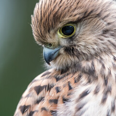 Turmfalke