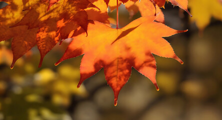 Fototapeta premium Close-Up of Vibrant Autumn Maple Leaves in Red and Gold