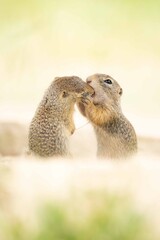 Ziesel
