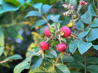 Red fruits of rosa rugosa rose hip in summer autumn garden close up