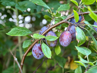 Ripe Purple Plums Fruits on a Plum Tree Branch close up ready for pickling 