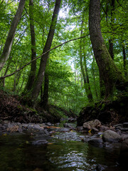 Obraz premium stream in the forest, Börzsöny, Hungary